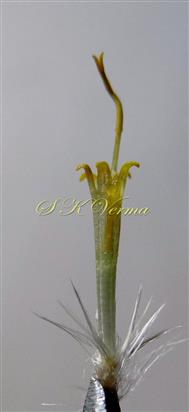  Disc flower with pappus scales